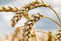 宛1390小麦栽培技术要点，适宜播种期10月上中旬