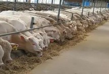 养牛的注意事项，需要给其喂食一些精料