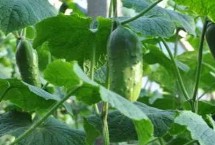 水果黄瓜和普通黄瓜的区别，缓苗后要勤浇小水