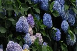 绣球花能摆放在客厅吗，适合摆放在客厅