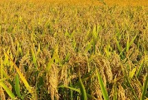 龙庆稻38号水稻栽培技术要点，普通粳稻品种