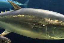 金枪鱼还有什么名字，身上有金属光泽