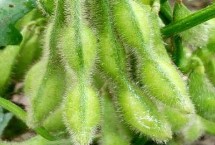 铁豆120大豆栽培技术要点，中等以上肥力地块上种植