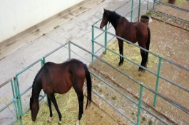 养马要注意什么，每天的喂养次数以3-4次为宜