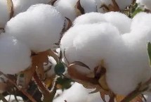 棉花的需肥特点，生长期长需肥量大