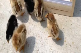 为何小鸡一晒太阳就睡觉，可以晒但是不可直接晒