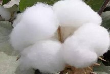 中棉所EM1703棉花栽培技术要点，高抗枯萎病病指2.75