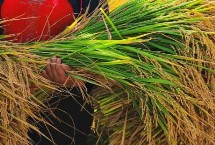 先玉1808玉米栽培技术要点，在适应区5月5日左右播种