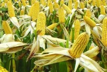 硕育173玉米栽培技术要点，苗期注意防治蓟马和蚜虫