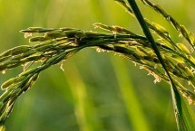 新农粳4号水稻栽培技术要点，全生育期156天左右