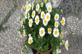 白晶菊种植注意事项，每半个月施肥一次