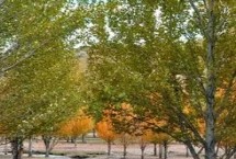 生长习性，是著名的经济树种