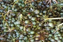 培育种苗，一般需10月下旬采种