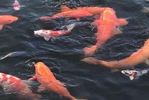 鱼是变温动物吗，体温会随着外界的变化而改变