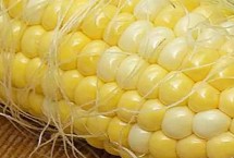 荣玉98玉米栽培技术要点，中抗穗腐病