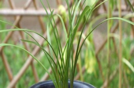 兰花的叶子黄了怎么办，可采取遮光、喷水等措施