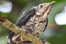 刚出生的乌鸫吃什么，可通过看初级飞羽和鸟喙来分辨