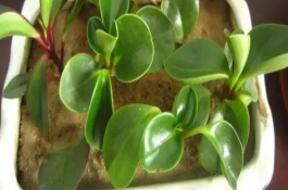 豆瓣绿怎么过冬天，在4-6月份