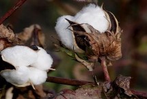 特璞棉116棉花栽培技术要点，化学防治病虫害平均7次