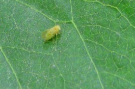 梨木虱严重配什么药，螺虫乙酯悬浮剂具有一定防效
