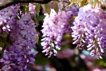 紫藤花什么时候剪枝，常见种类为紫水晶瀑布