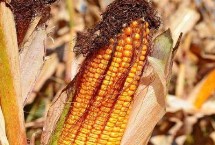 福玉16玉米栽培技术要点，生育期106.8天