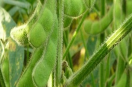 徐豆17号大豆栽培技术要点，注意防治蚜虫