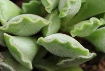 水泡植物是什么，主要选择叶插来繁殖