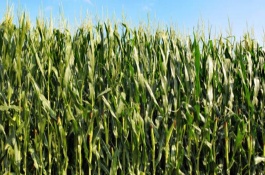 浙凤甜5号玉米栽培技术要点，注意防治大小斑病和玉米螟