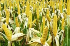 鑫玉968玉米品种介绍，平均生育期140天