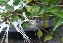 猫须草简介，生长温度为18-25℃