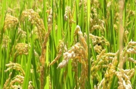 益51A水稻栽培技术要点，秧田亩播种量15公斤