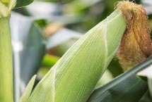 翔玉177玉米栽培技术要点，品种株型半紧凑