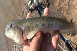 沙光鱼是河鱼吗，不是河鱼而是海鱼