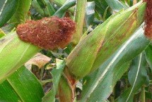 DK8518玉米栽培技术要点，中抗茎腐病