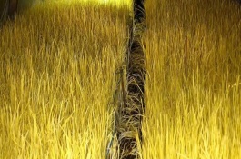 蒜黄种一次能收多少次，在播种前一天进行浸种处理