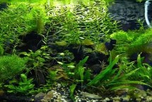 鱼缸使用土霉素的剂量，根据用途调整