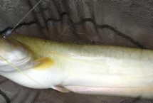 垂钓鲶鱼用什么特效饵，常用的钓法有手竿钓法、海竿钓法、沉底钓法等