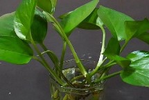 水培植物营养液如何使用，立刻将腐烂根系全部剪掉