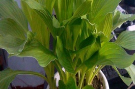 金钻叶子上有黄斑点怎么处理，可能是光照不足或缺少肥料等