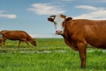 牛感冒了打什么针药最好，主要表现为呼吸急促、体温升高等