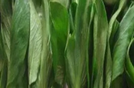 油菜种子的播种方法，南方地区一般在9-11月份播种