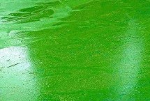 水产养殖中藻类生长过旺怎么抑制，可换水清藻或防治水肥等