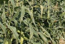 青青711玉米栽培技术要点，施药防治地下害虫