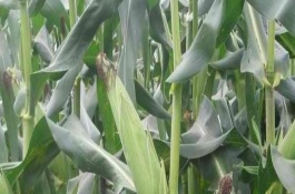 斯达甜224玉米栽培技术要点，每亩种植密度3500株