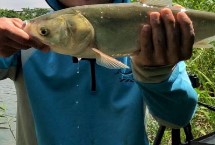 深秋能钓鲢鳙吗，效果良好、可使用酸臭味鱼饵