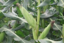 亿绿甜16号玉米栽培技术要点，中抗纹枯病