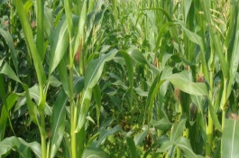 凤田111玉米栽培技术要点，早熟品种