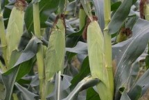 圣泰817玉米栽培技术要点，防治丝黑穗病