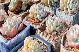 多肉的养护方法，气温太高不适合换盆